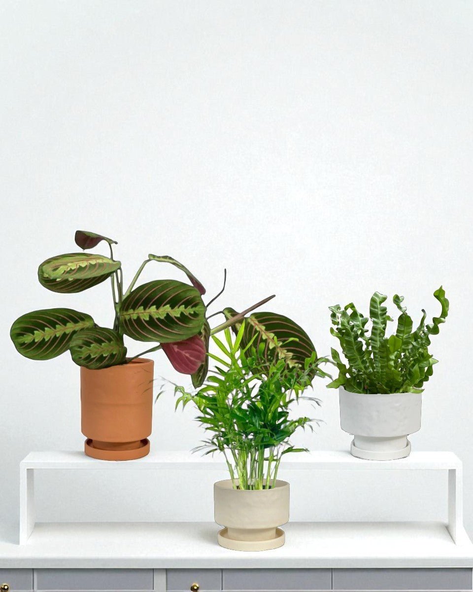 Mood Boosters Set - Plant Bundle - PROD - MOOD - 7080 - Tumbleweed Plants - Online Plant Delivery Singapore