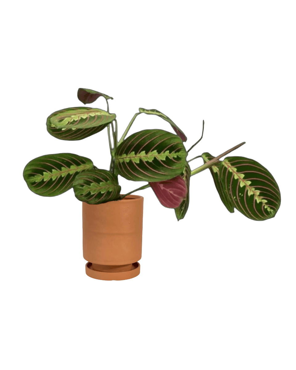 Mood Boosters Set - Plant Bundle - PROD - MOOD - 7080 - Tumbleweed Plants - Online Plant Delivery Singapore