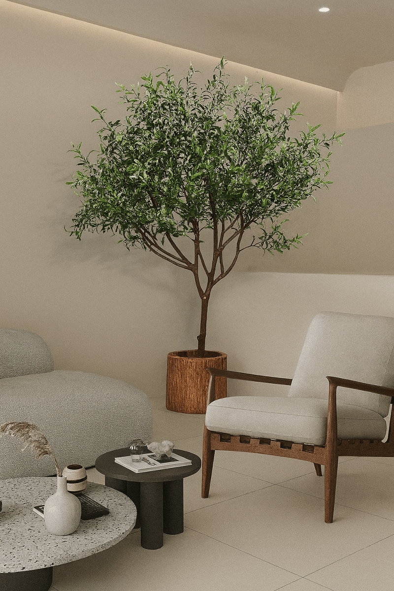 Olive Tree - Real - Trunk Artificial - Potted plant - 5516314535781 - Tumbleweed Plants - Online Plant Delivery Singapore