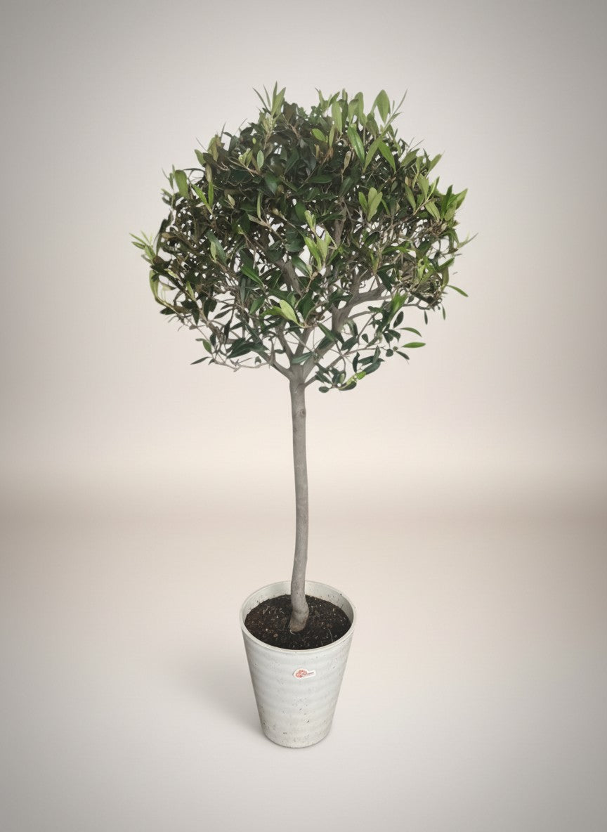 Olive Topiary - Japan