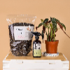 Tumbleweed Plants
