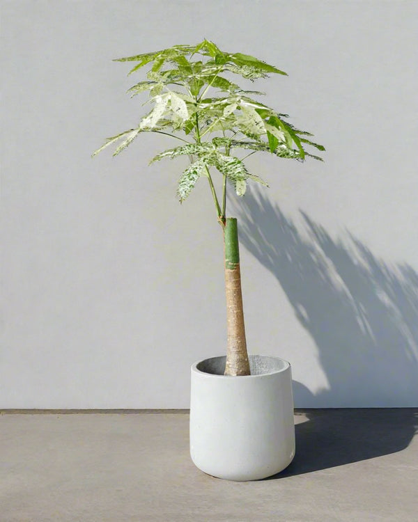 Tumbleweed Plants