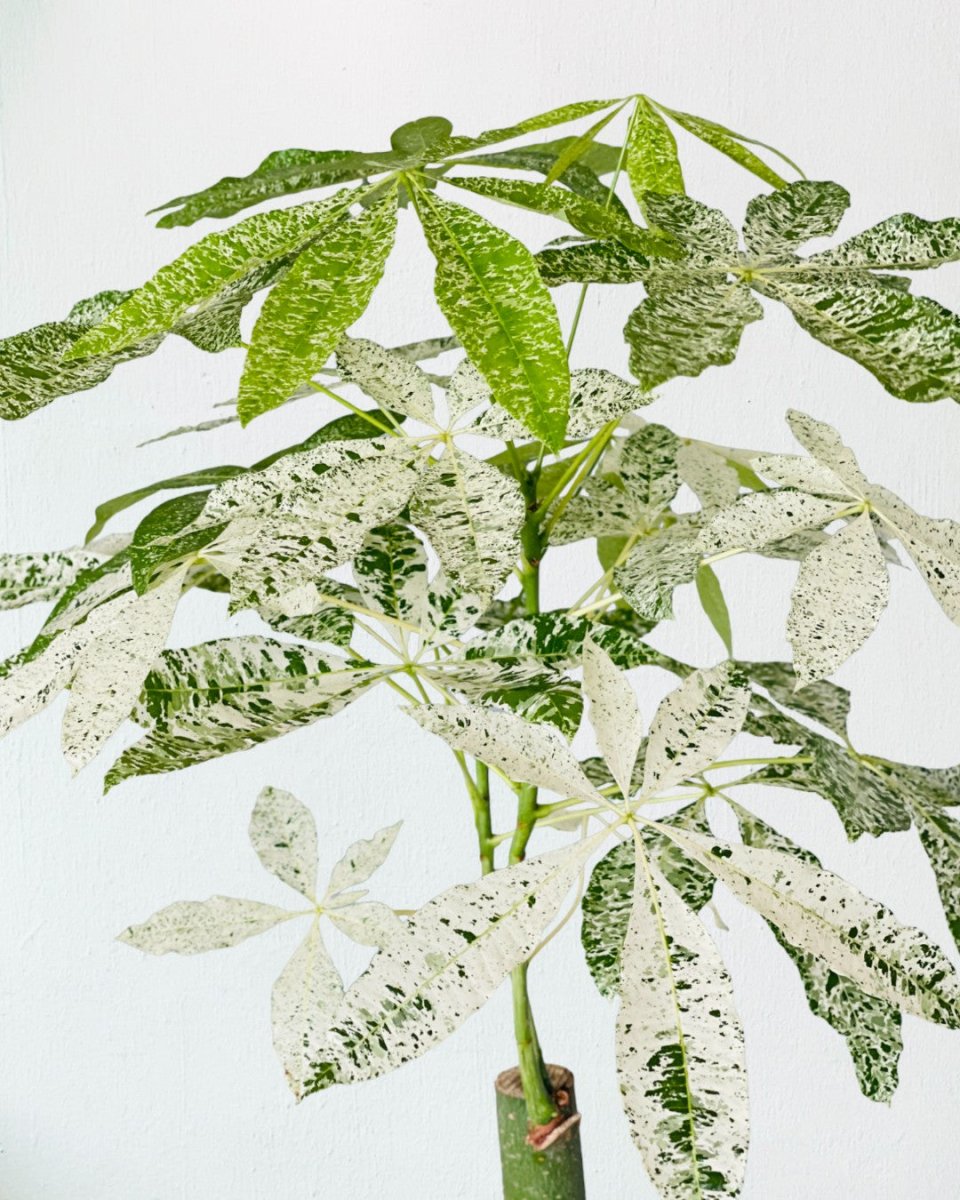 Pachira Milky Way - grow pot - Potted plant - Tumbleweed Plants - Online Plant Delivery Singapore