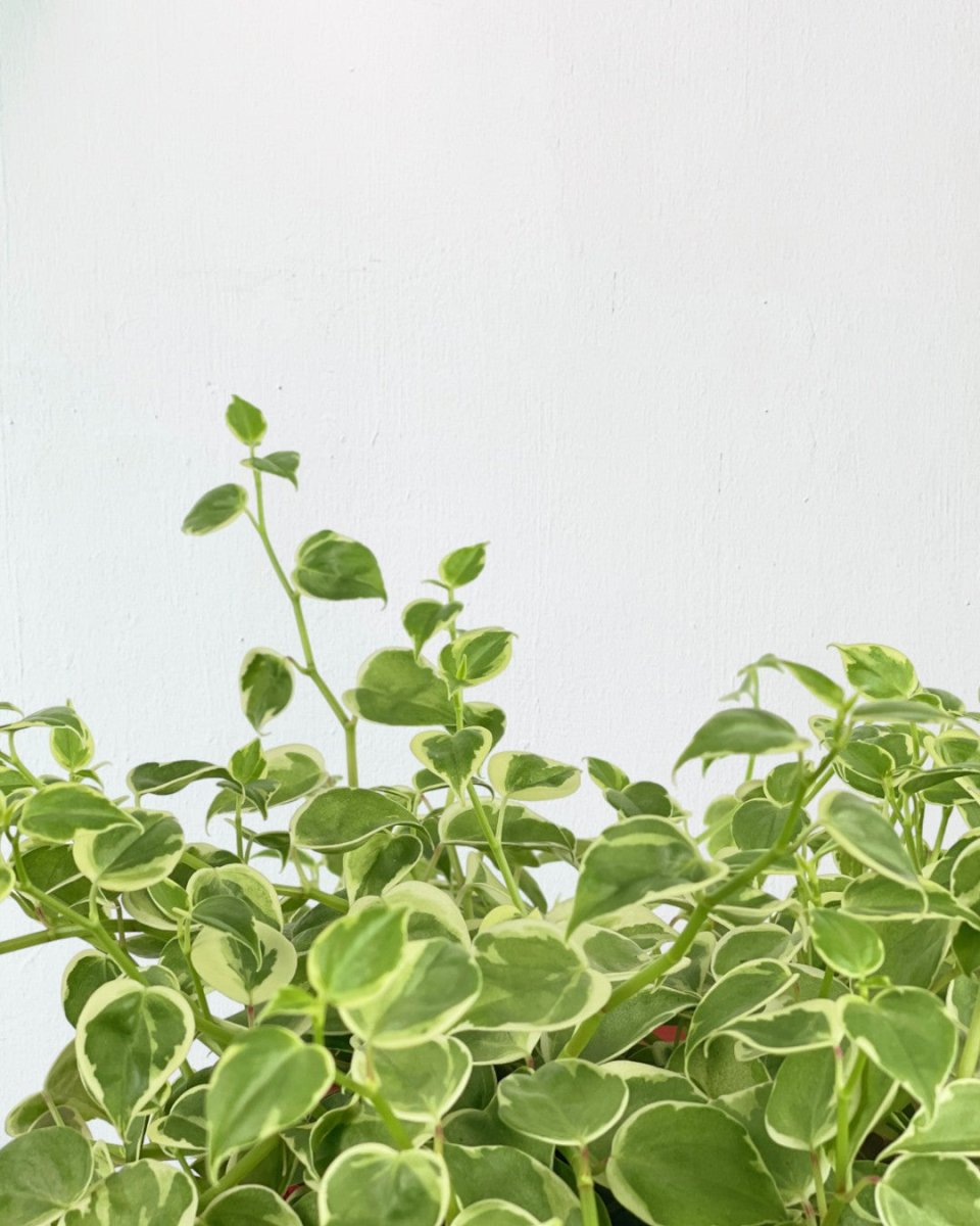 Peperomia Scandens Variegated - grow pot - Potted plant - Tumbleweed Plants - Online Plant Delivery Singapore