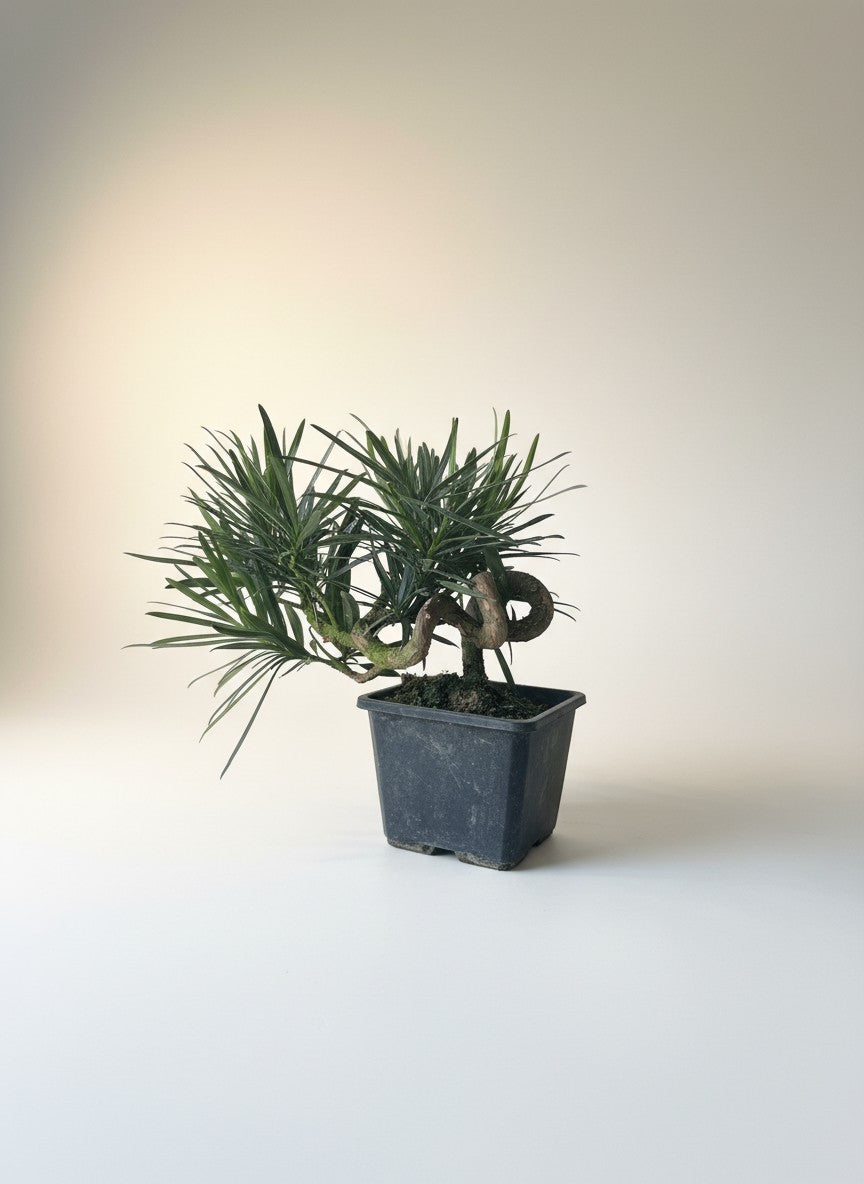 Curly Podocarpus Bonsai - Potted plant -  - Tumbleweed Plants - Online Plant Delivery Singapore