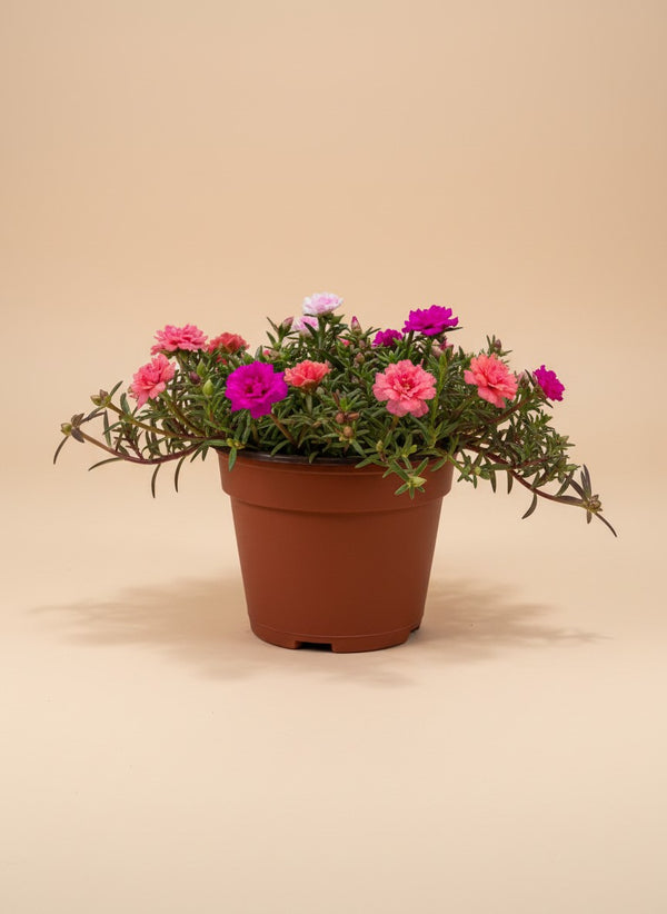 Moss Rose (Portulaca Grandiflora) - Potted plant -  - Tumbleweed Plants - Online Plant Delivery Singapore