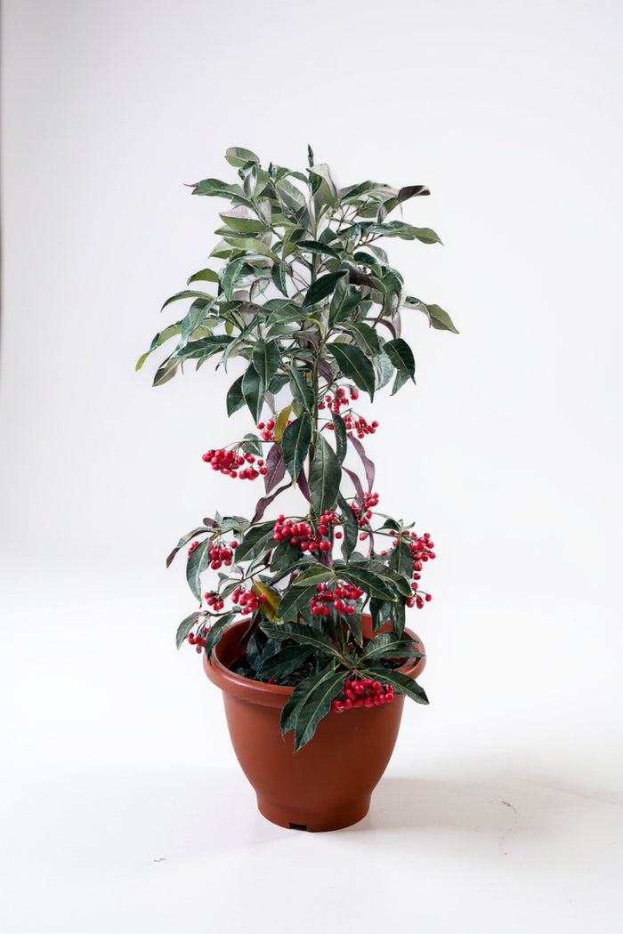 Berry Blissful Tree