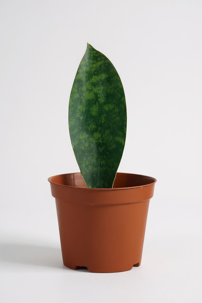 Junior Whale Fin Sansevieria Plant - Potted plant -  Tumbleweed Plants