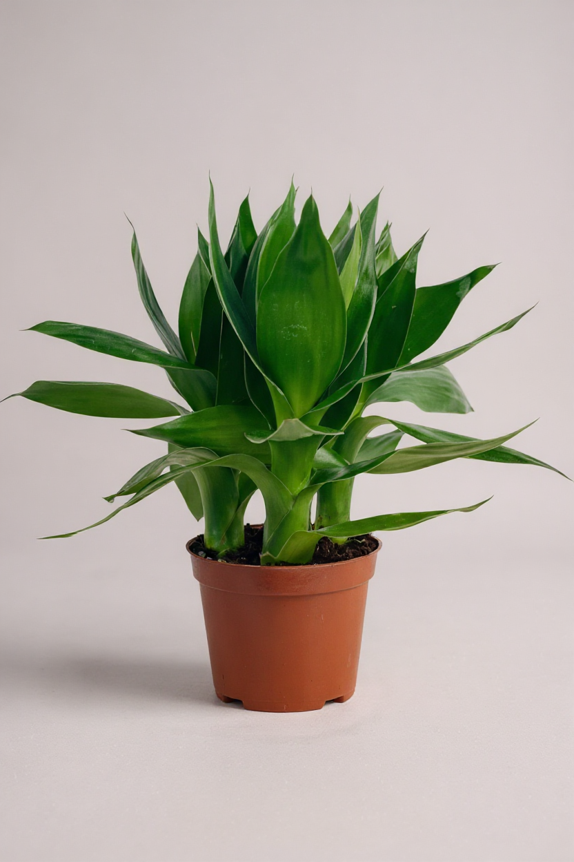 Dracaena Fortune Lotus Bamboo Plant - Potted plant -  Tumbleweed Plants