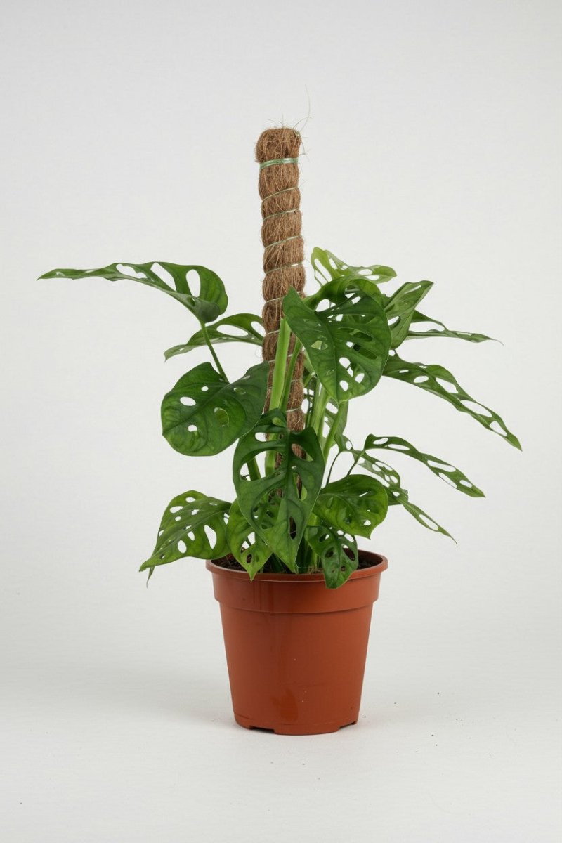 Swiss Cheese Plant in Grow Pole - Potted plant - POTT-SWIS-GRW-6249 - Tumbleweed Plants - Online Plant Delivery Singapore