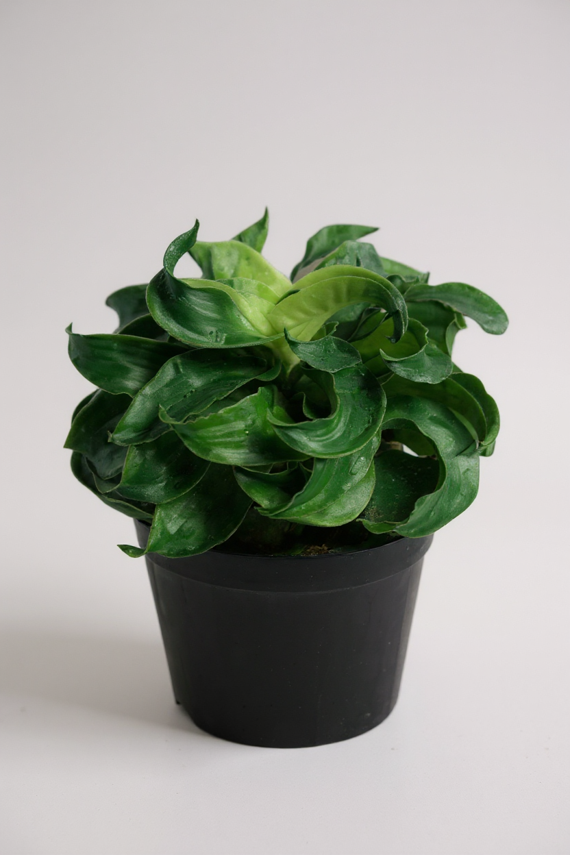 Grow Pot