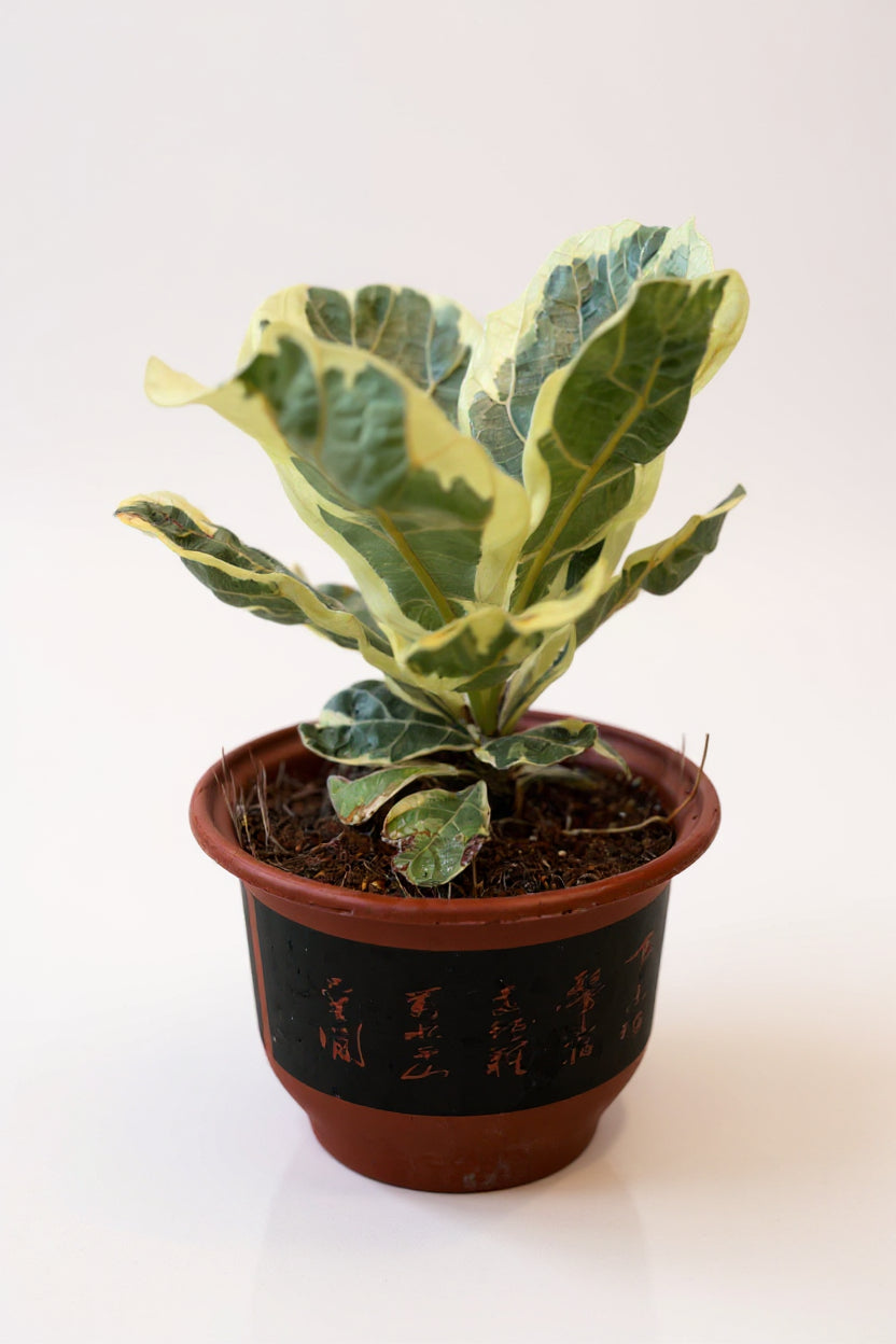 Grow Pot
