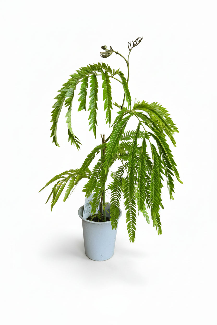 Grow Pot