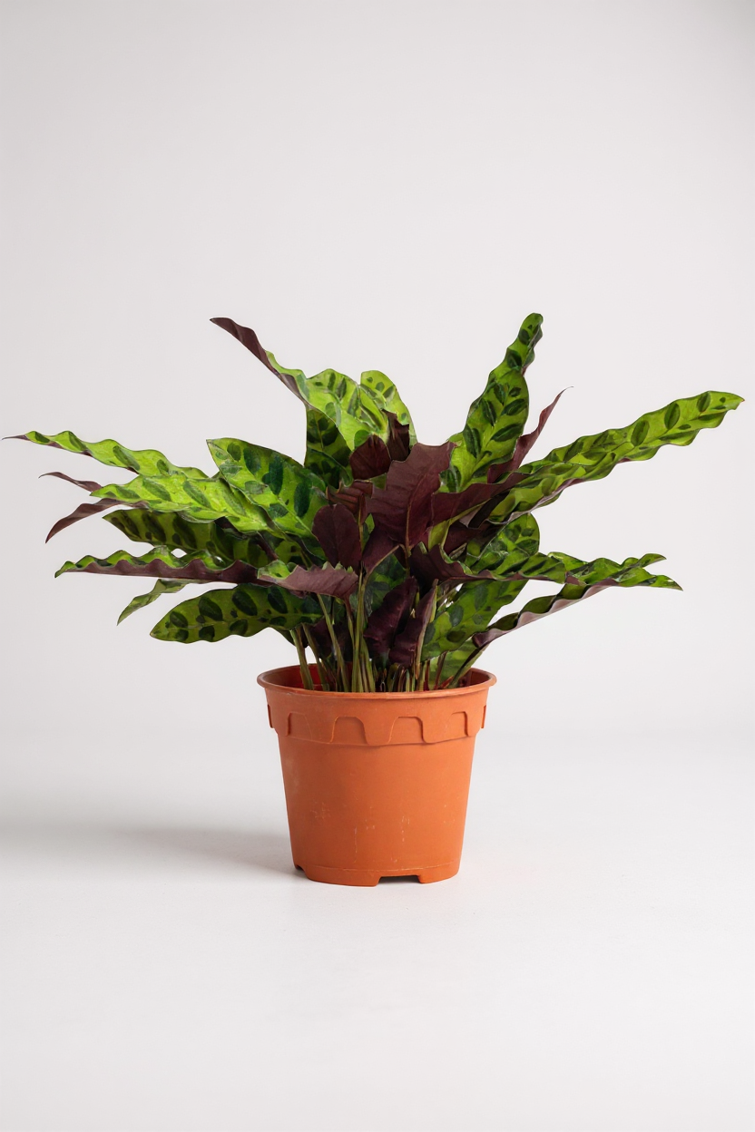 Grow Pot