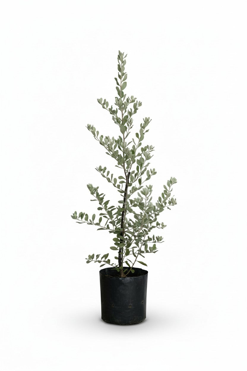 Leucophyllum Frutescens Junior – Texas Sage / Silver Bush