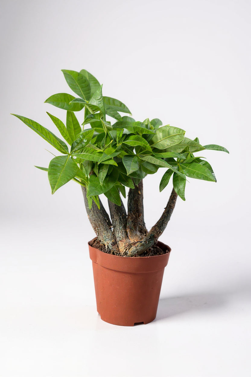 Grow Pot