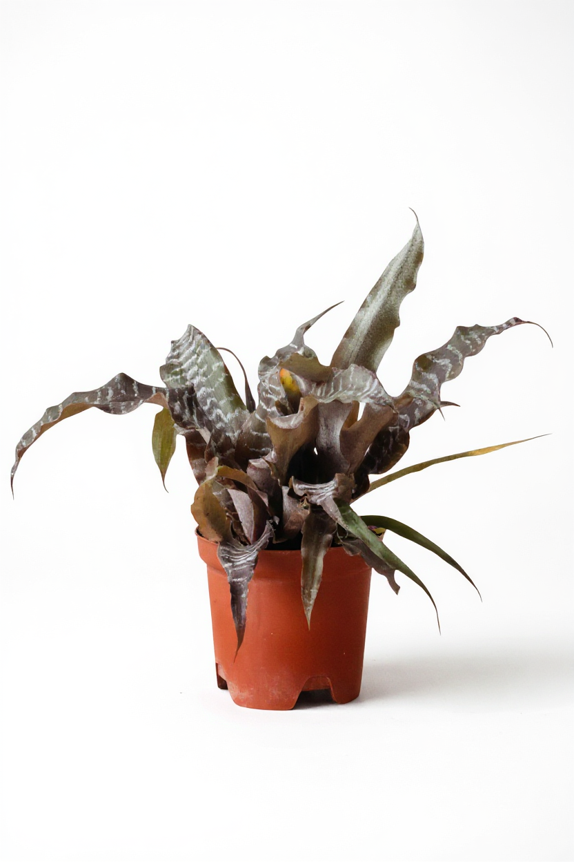 Cryptanthus Black Mystic