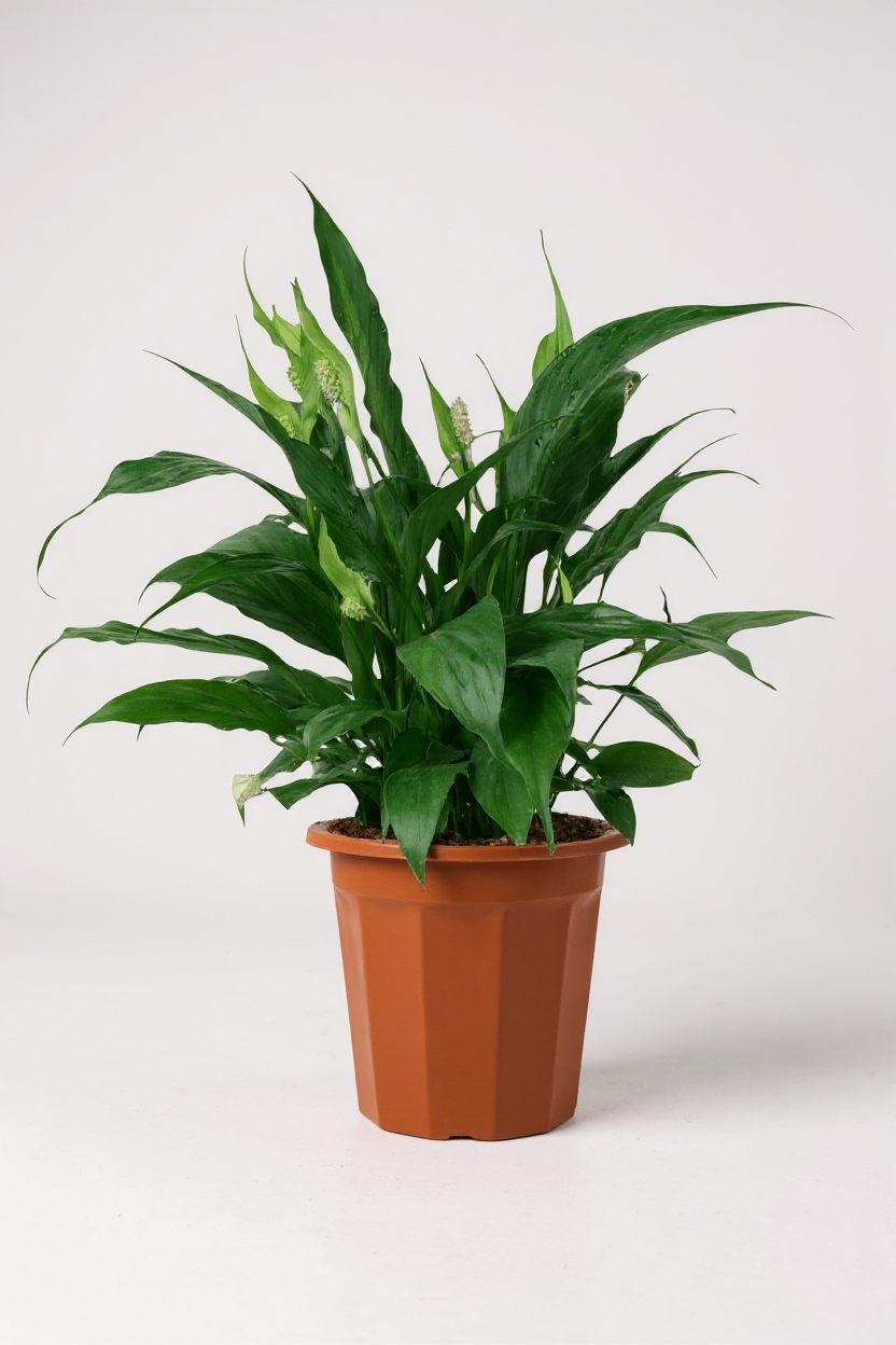 Peace Lily Junior