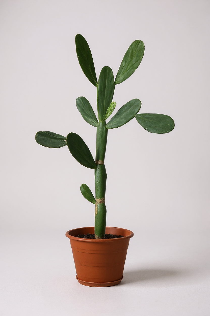 Grow Pot
