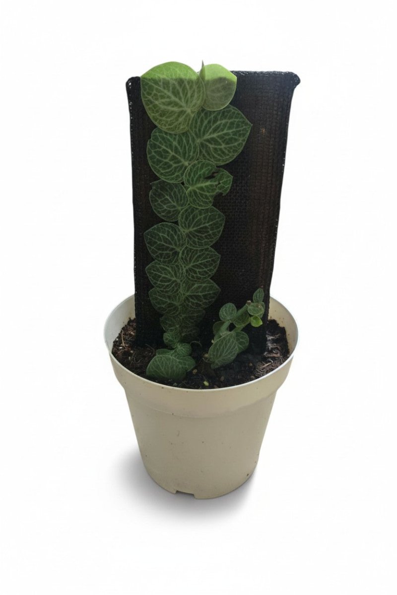 Rhaphidophora Cryptantha - Large - Potted plant - POTT-RHAP-GRW-5220 - Tumbleweed Plants - Online Plant Delivery Singapore