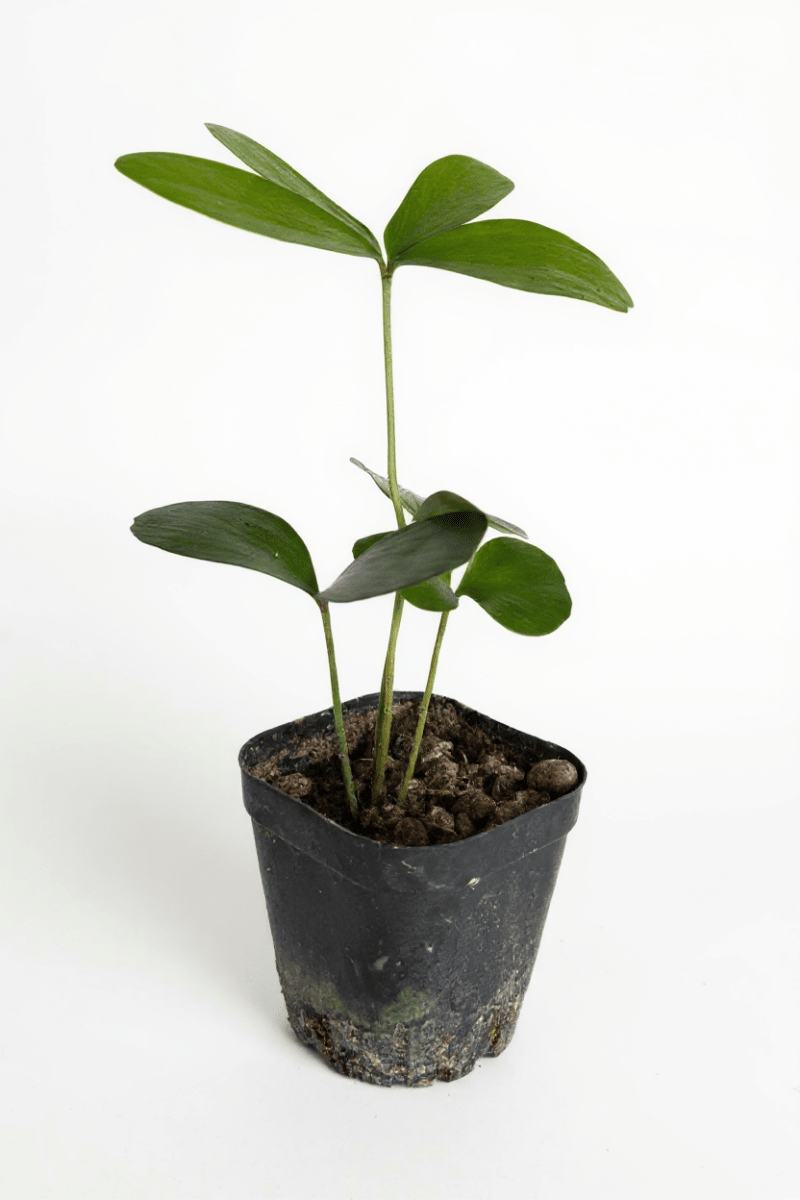 Zamia Furfuracea (Cardboard Palm)