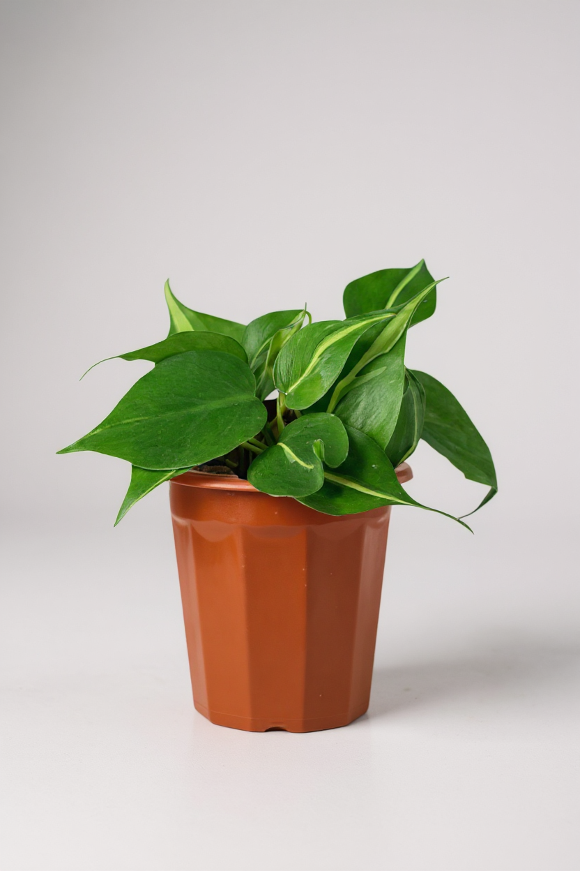Grow Pot