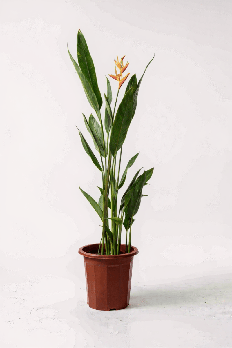Grow Pot