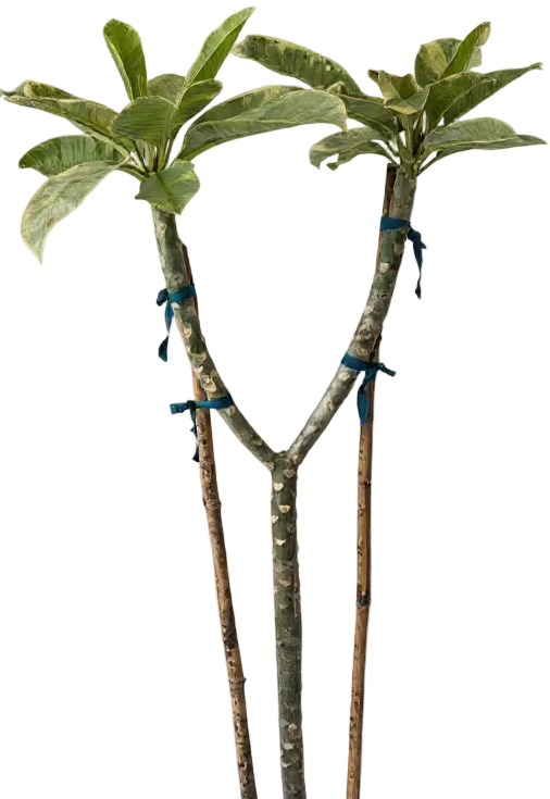 Frangipani