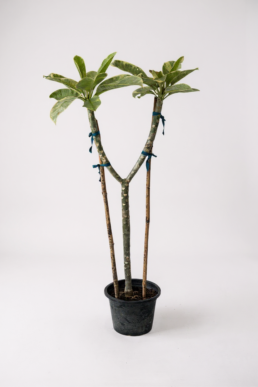 Frangipani