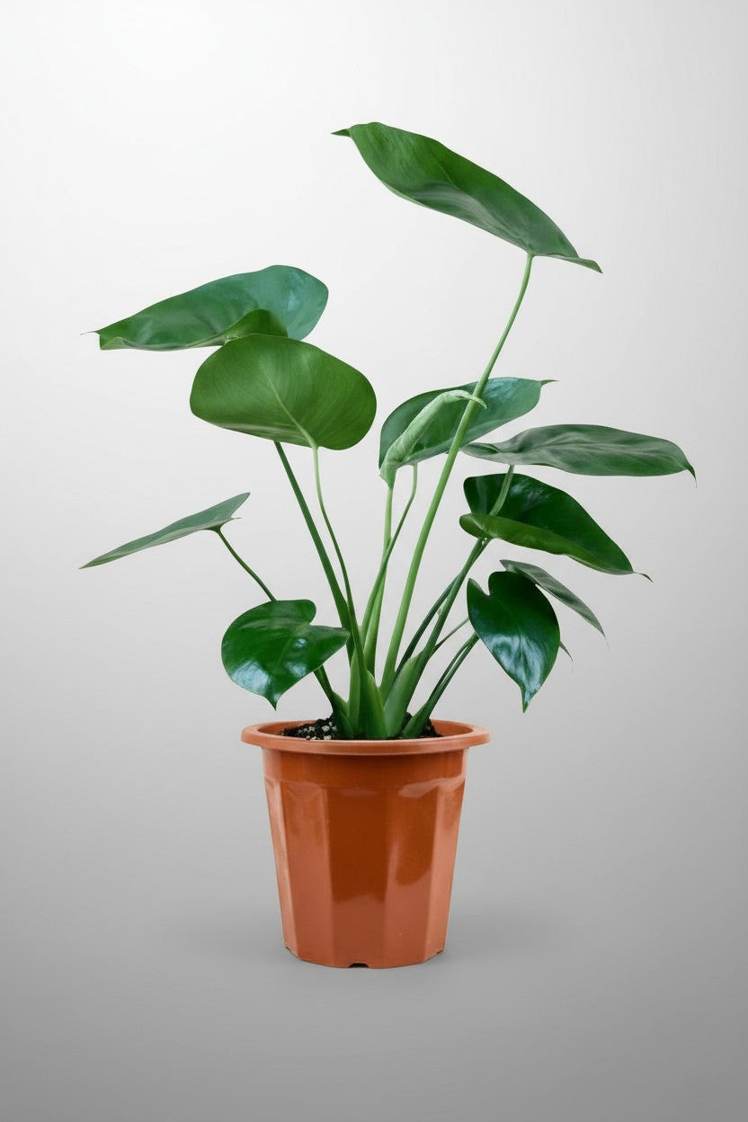 Grow Pot