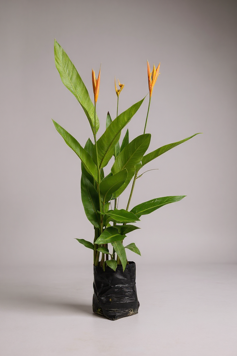 Grow Pot