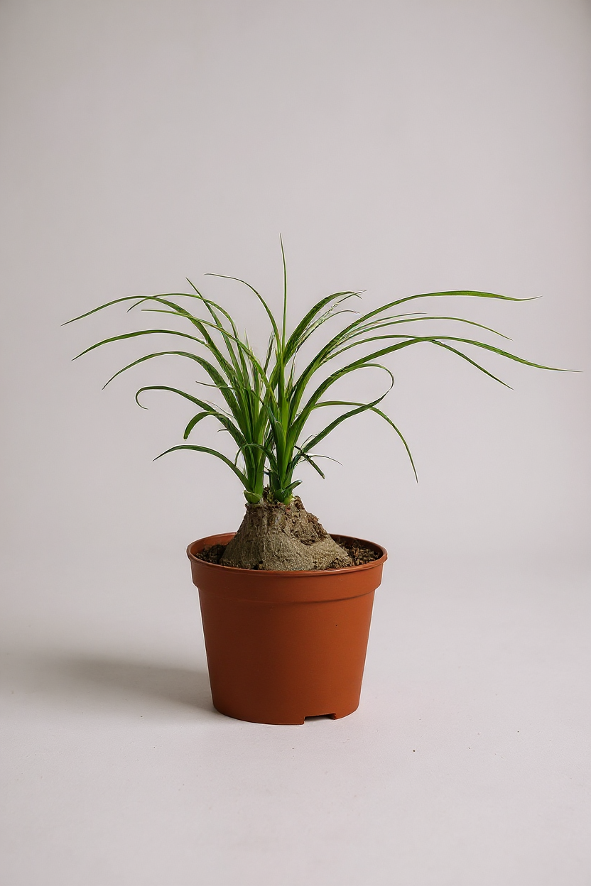 Grow Pot