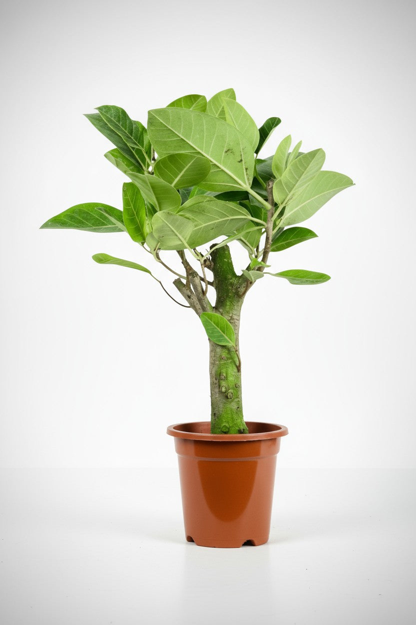 Grow Pot