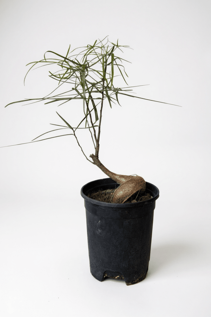 Bottle Tree Japanese Bonsai - Potted plant - POTT-BOTT-7267 - Tumbleweed Plants - Online Plant Delivery Singapore