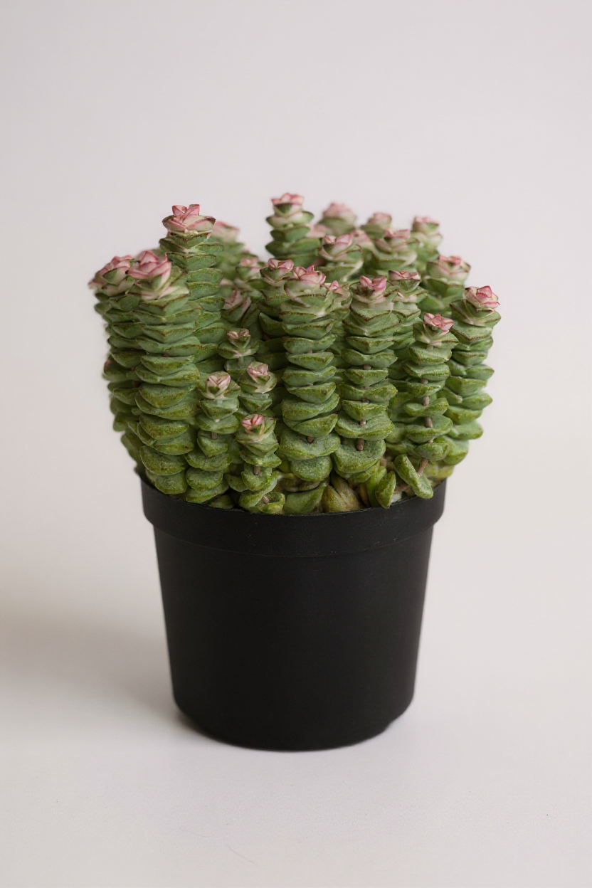 Grow Pot