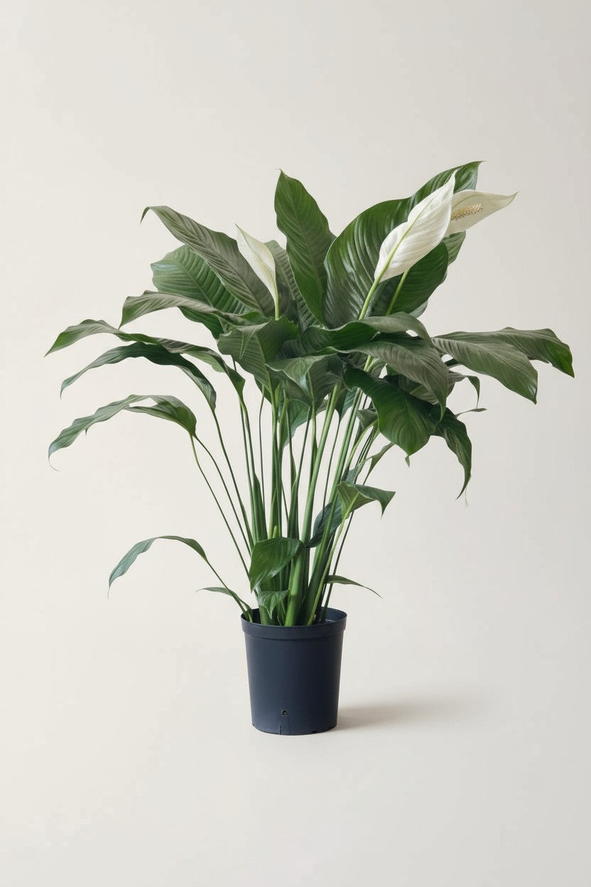 Spathiphyllum Kochii (Peace Lily)