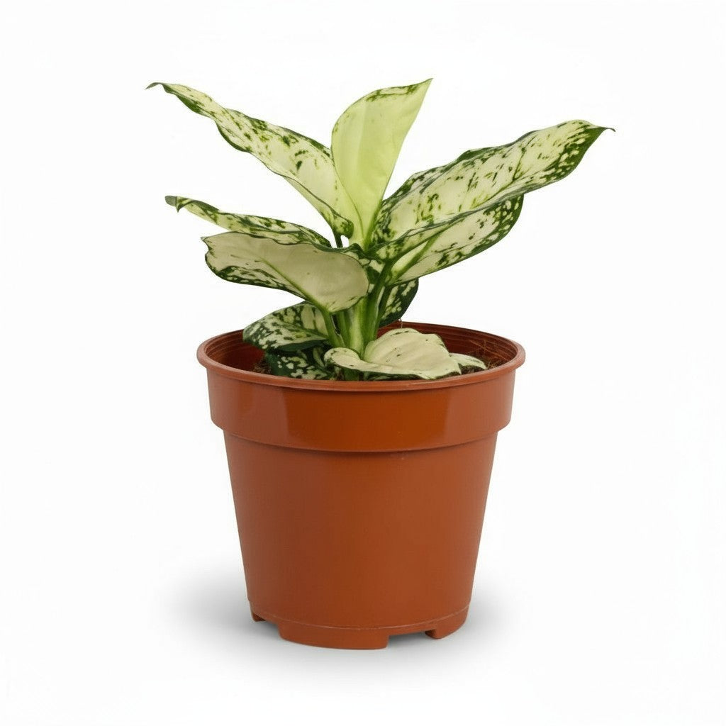 Grow Pot