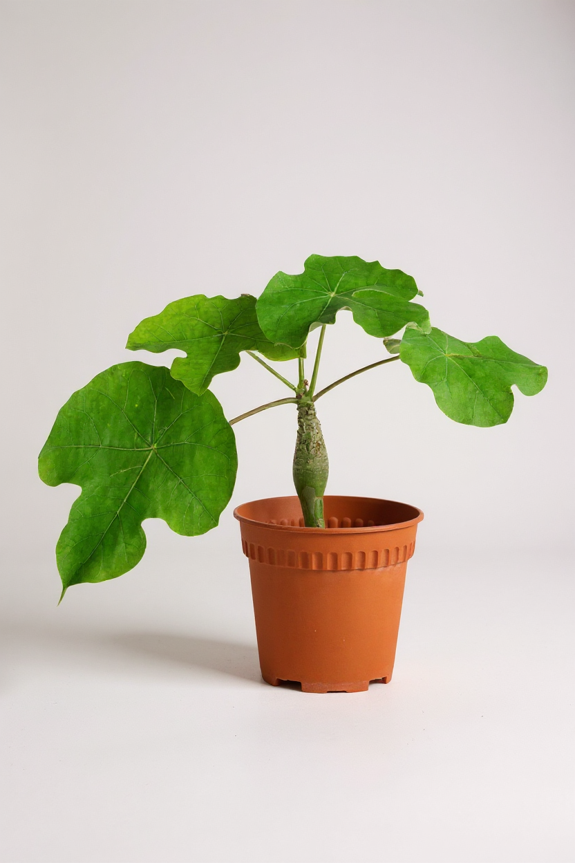 Grow Pot
