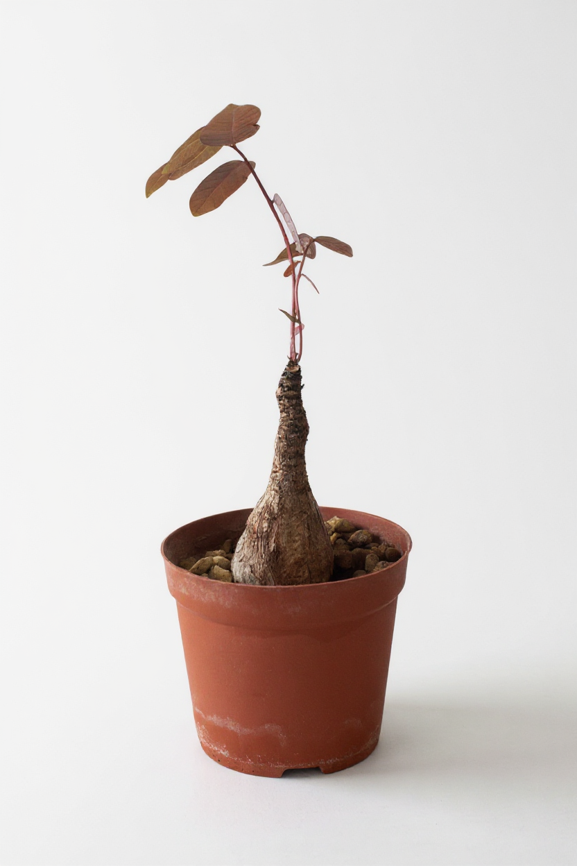 Grow Pot