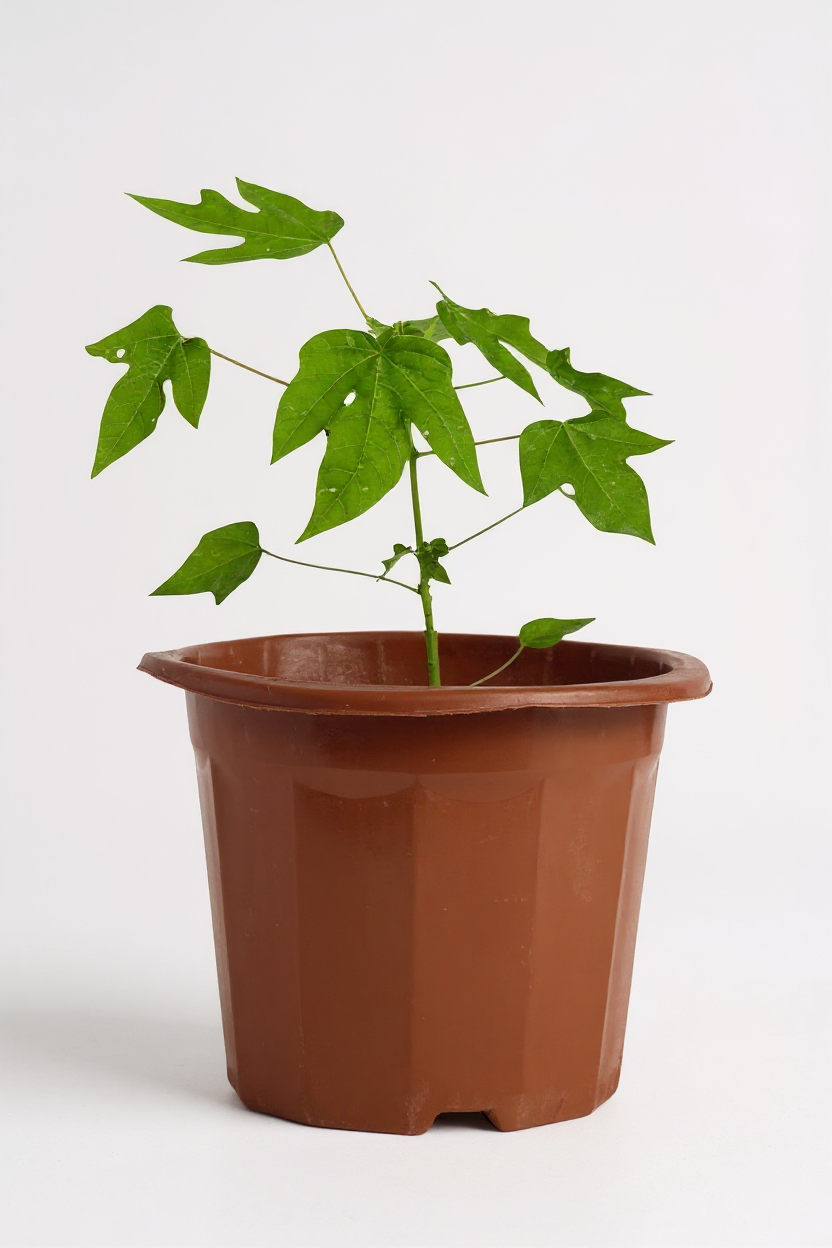 Grow Pot