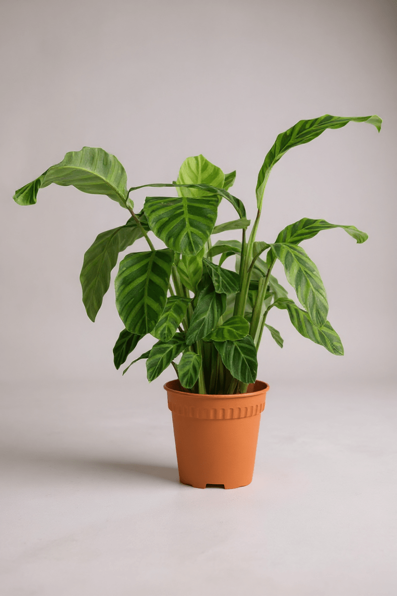 Calathea Zebrina - Potted plant - POTT-CALA-GRW-3592 - Tumbleweed Plants - Online Plant Delivery Singapore