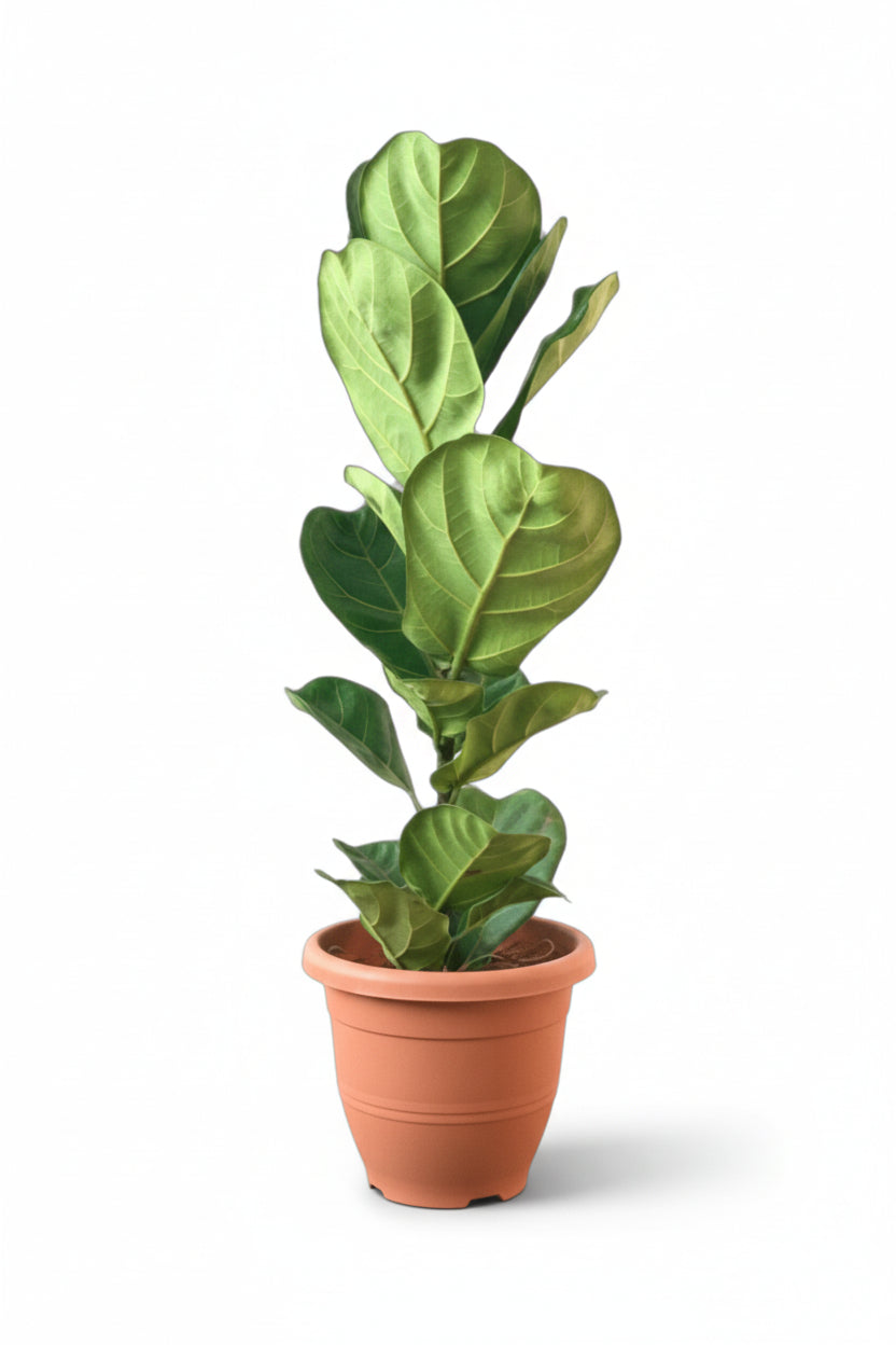Large Ficus Lyrata