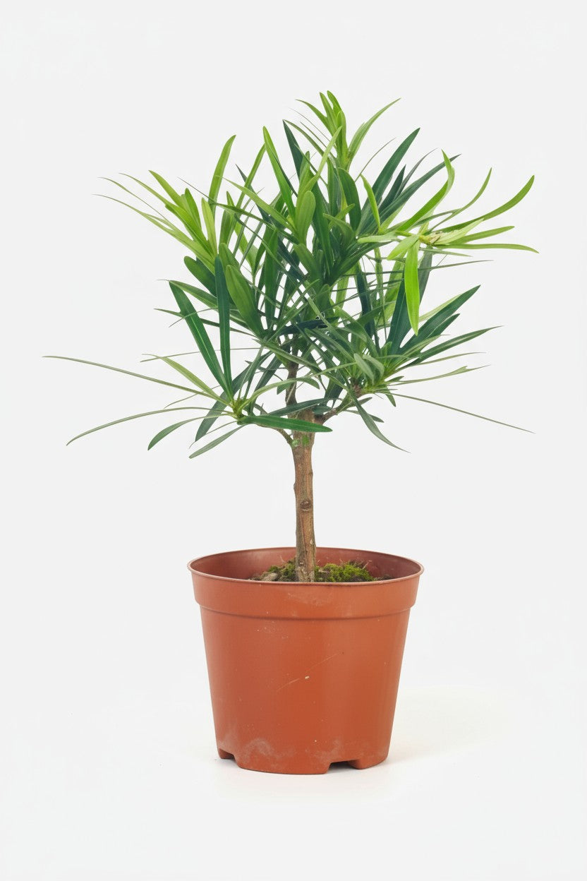 Podocarpus Macrophyllus