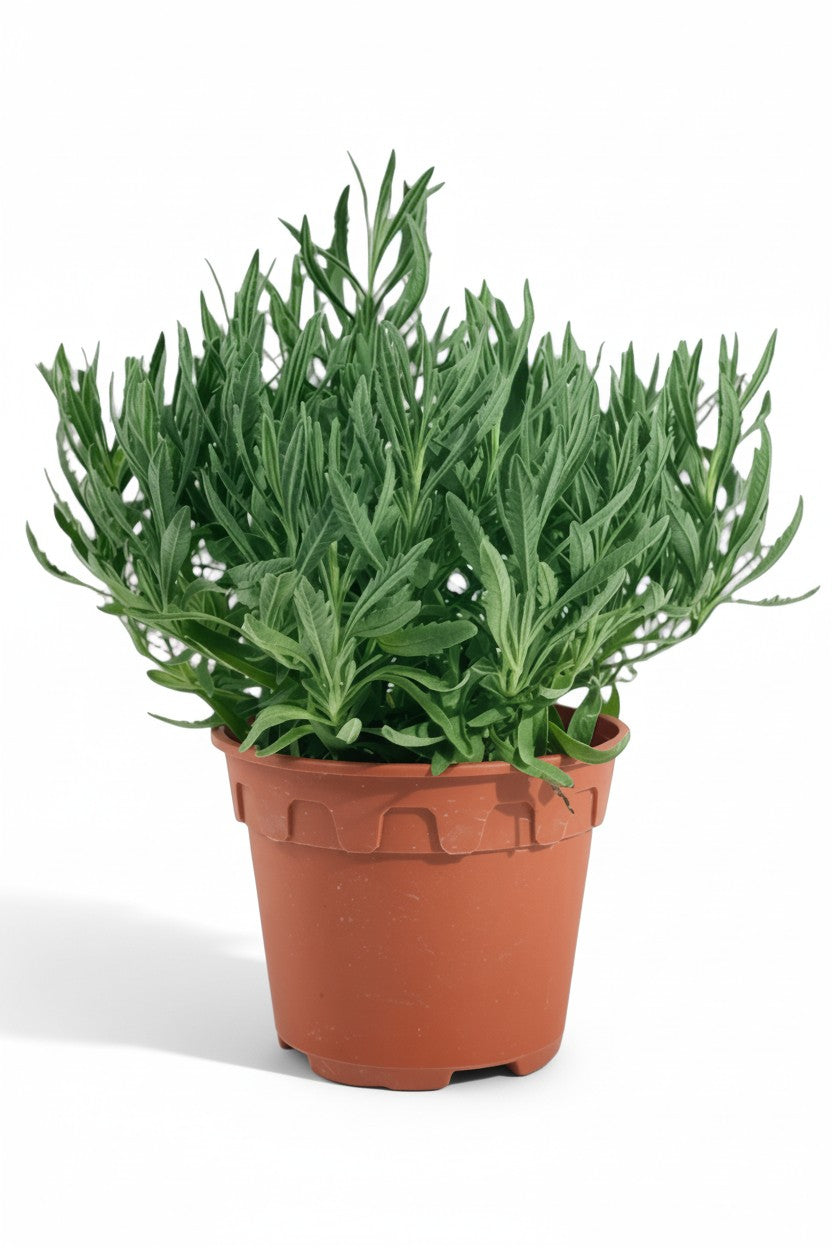 Grow Pot
