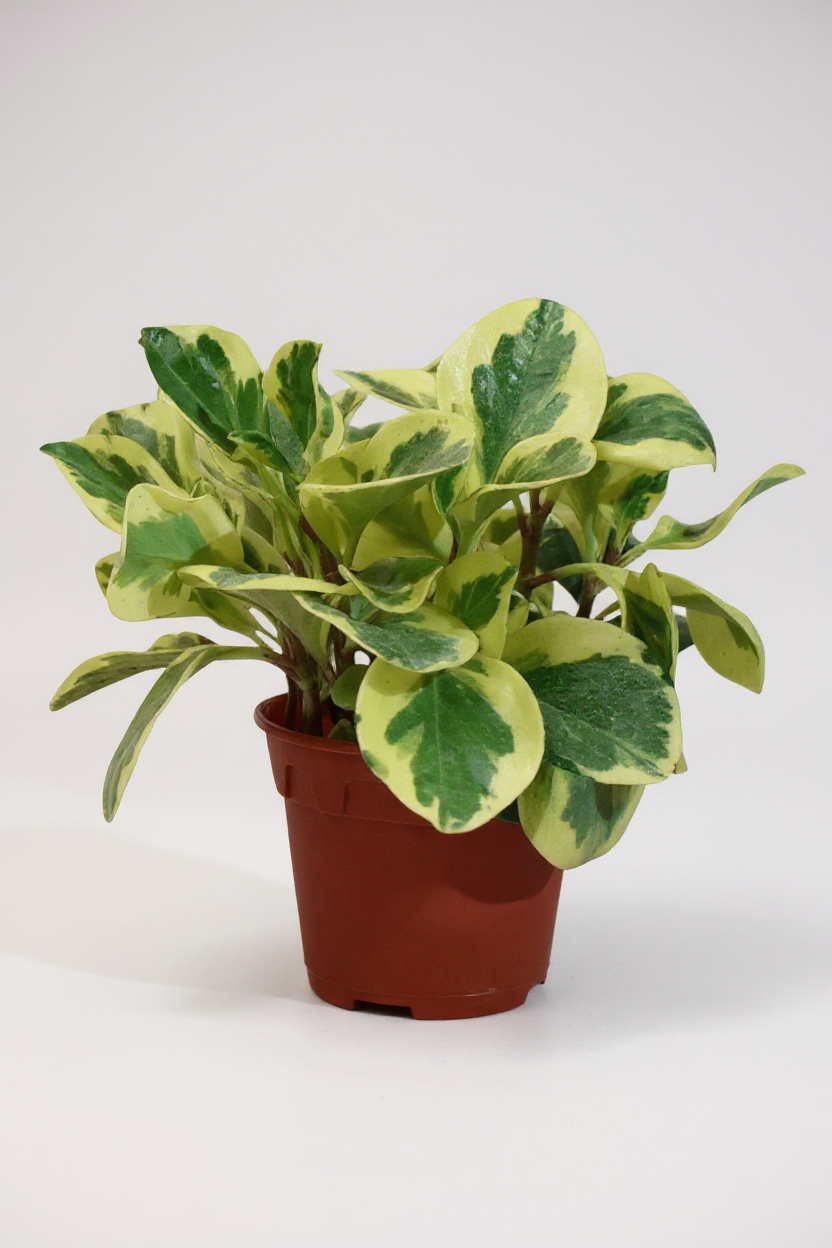 Peperomia Obtusifolia Variegated - Potted plant -  Tumbleweed Plants