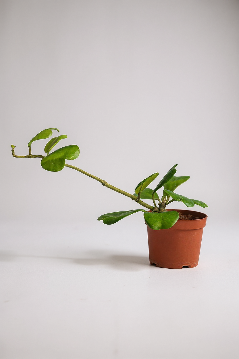 Sweetheart Hoya - Potted plant -  Tumbleweed Plants
