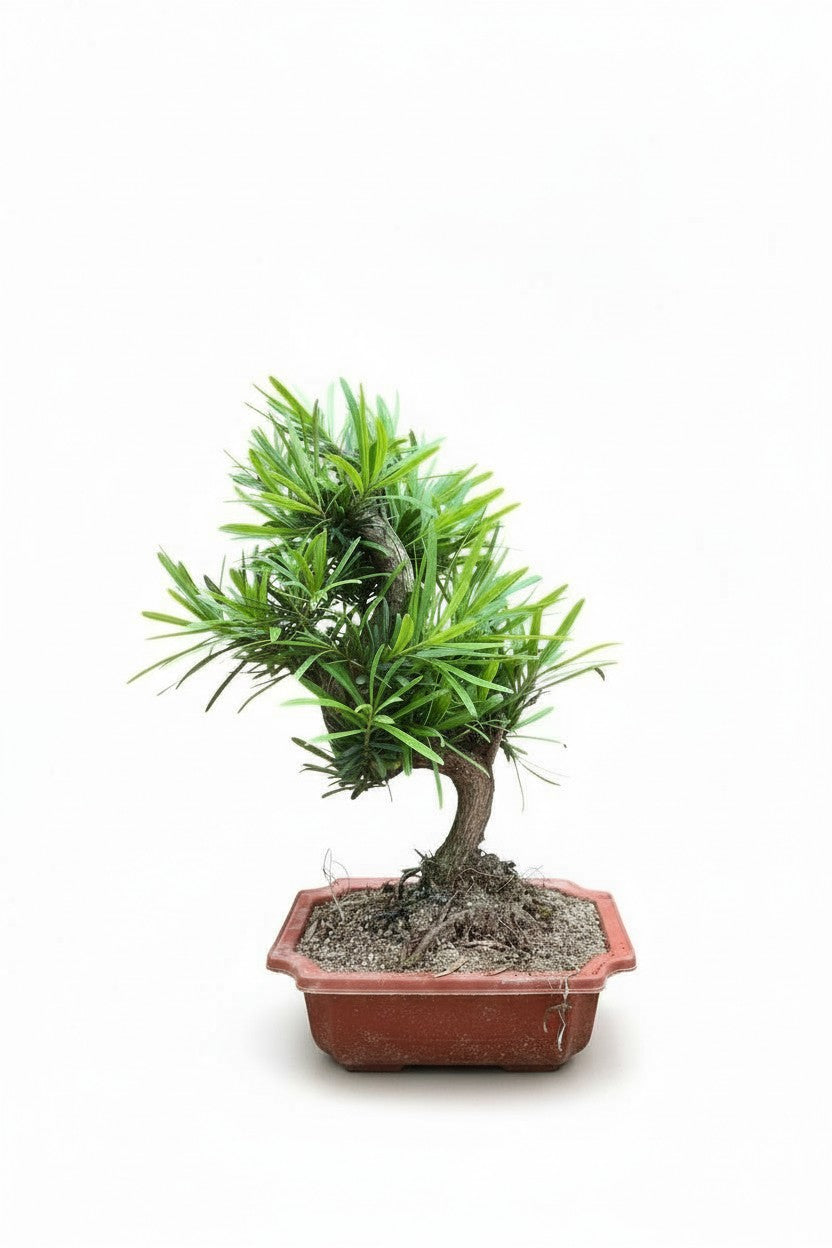 Grow Pot