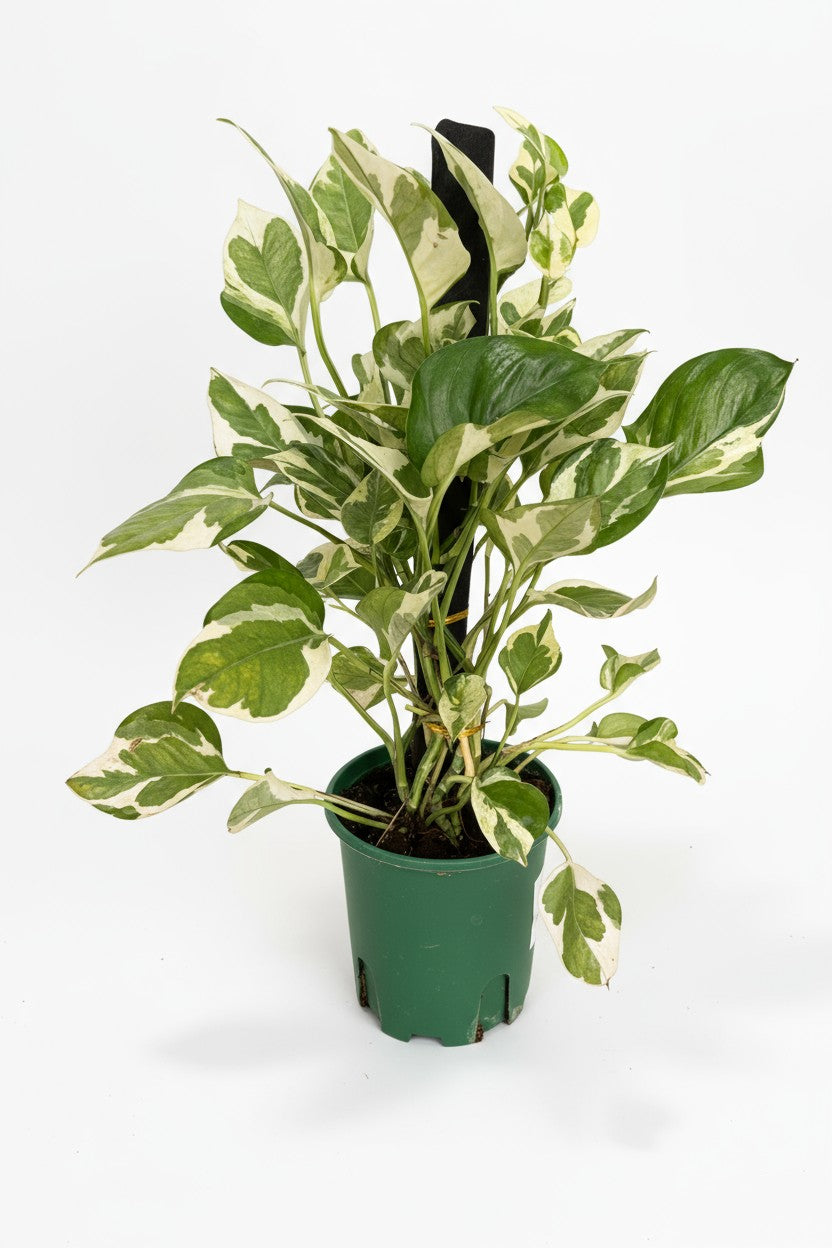 Grow Pot