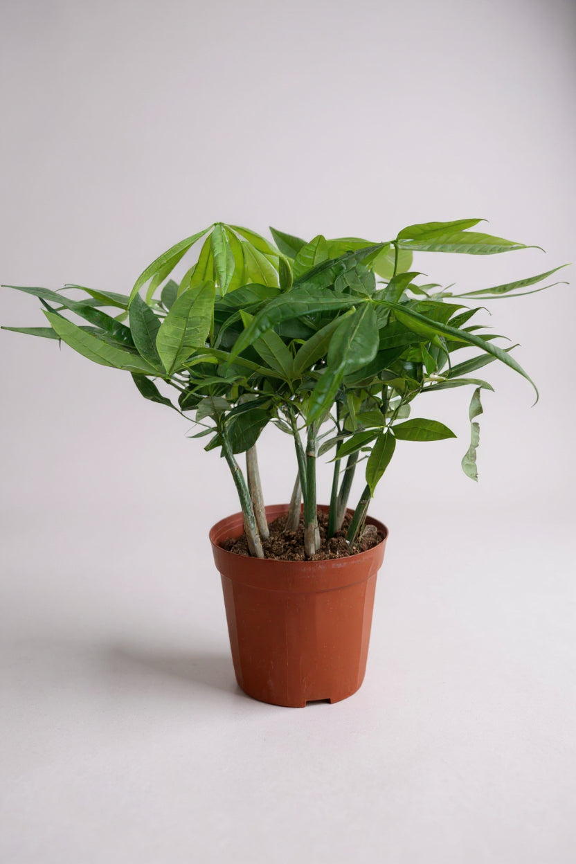 Grow Pot