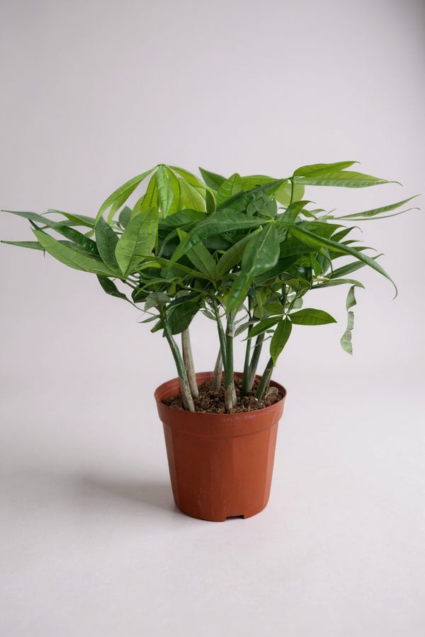Money Tree Everluck
